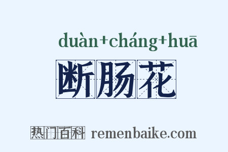 断肠花是什么意思的图片